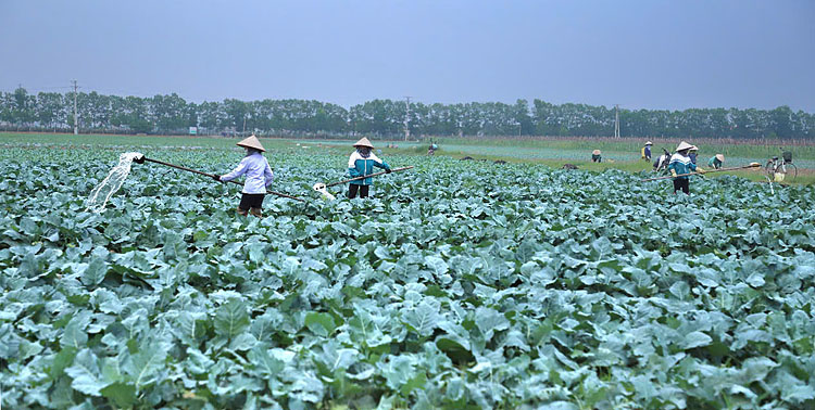 Mô hình sản xuất nông nghiệp theo hướng kinh tế tuần hoàn của hợp tác xã Đình Mộc, huyện Giao Thủy, Nam Định.