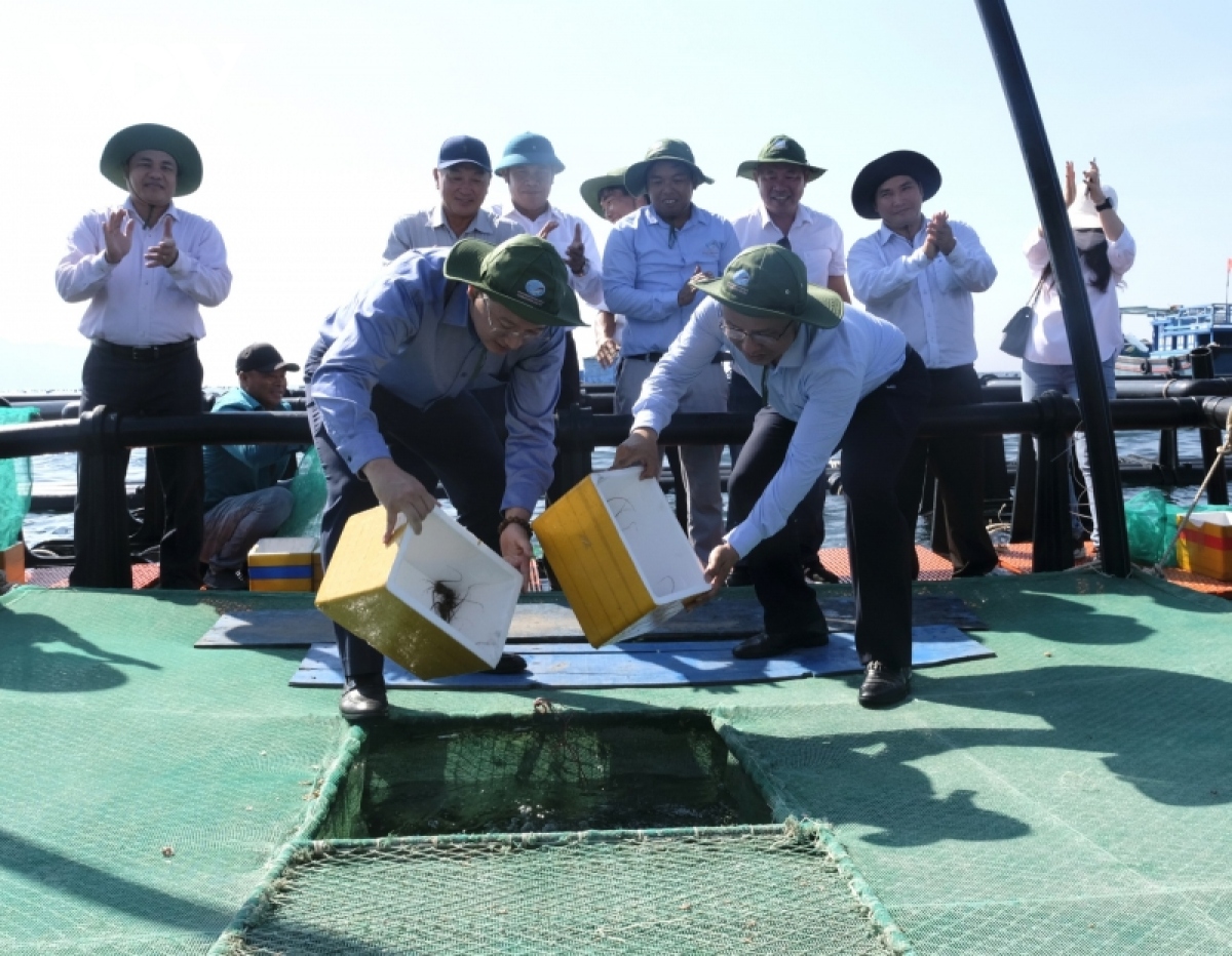 Thả con giống xuống lồng nuôi bằng vật liệu HDPE ở vùng biển hở, tỉnh Khánh Hòa.